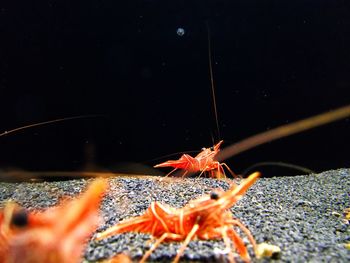 Close-up of insect on water at night