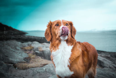 Portrait of dog standing on rock against sea