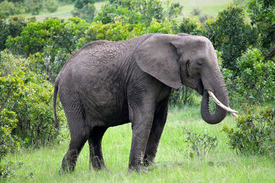 Full length of elephant