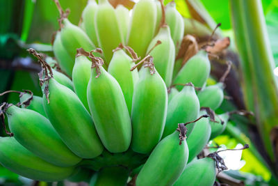 Close-up of fruits growing on plant