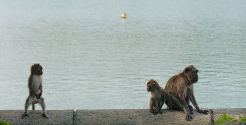 Monkey sitting on the shore and ready to fight