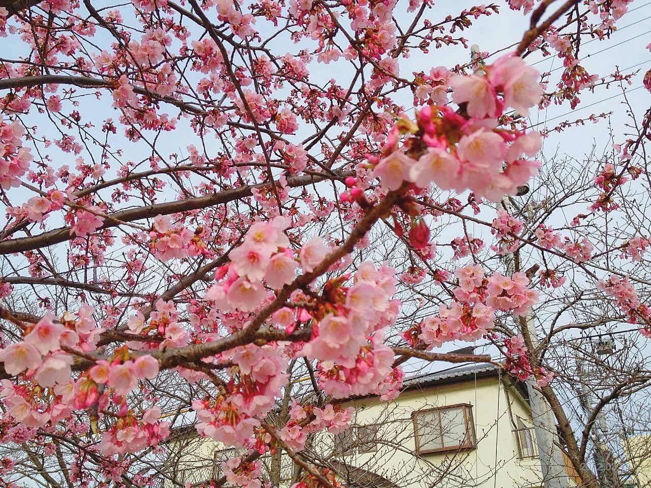 flower, branch, tree, freshness, pink color, low angle view, fragility, growth, blossom, beauty in nature, cherry blossom, cherry tree, nature, building exterior, in bloom, built structure, blooming, sky, architecture, petal