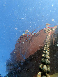 Close-up of crab on beach against sky