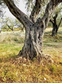 Tree on field