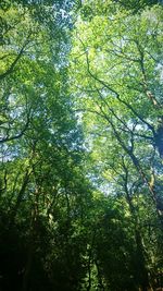 Low angle view of tree against sky