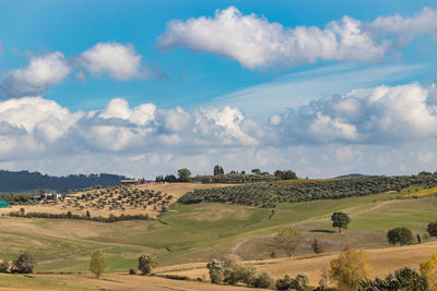 Scenic view of agricultural field against sky