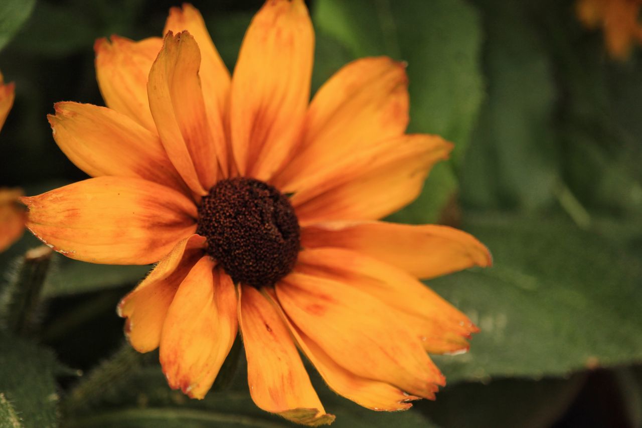 flower, petal, flower head, fragility, beauty in nature, nature, orange color, freshness, blooming, pollen, growth, plant, no people, outdoors, day, close-up