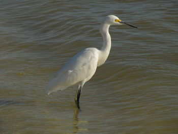 Majestic white heron on the gulf.