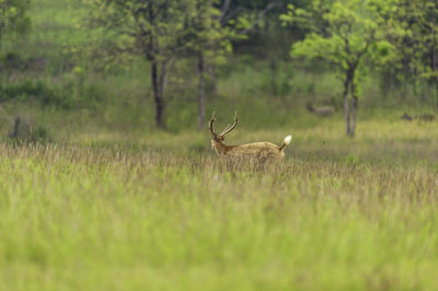 Deer in a field