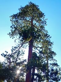 Low angle view of trees against clear sky