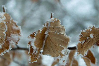 Close-up of frozen leaves during winter