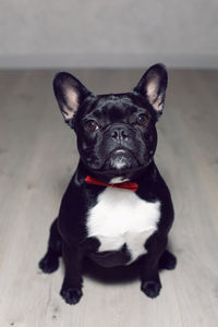 Young dog black french bulldog stands on the floor of a house in a red bow tie against a light wall