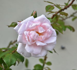 Close-up of pink rose