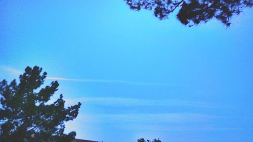 Low angle view of trees against blue sky