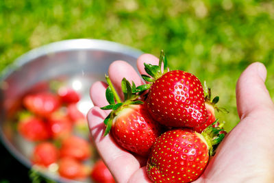 Close-up of strawberries in bowl