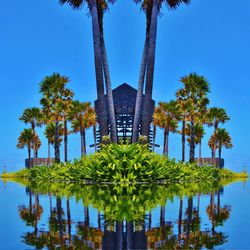 Low angle view of palm trees against blue sky