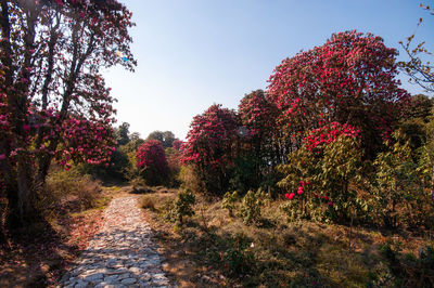 Footpath amidst flowering trees against sky during autumn