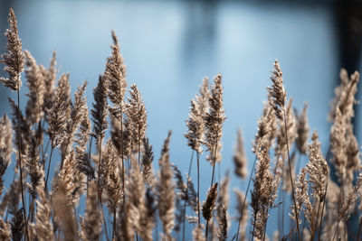 Close-up of stalks on field against sky