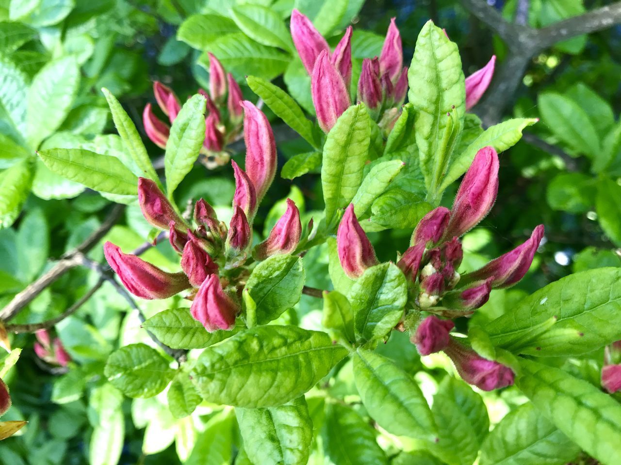 CLOSE-UP OF PINK ROSES ON PLANT