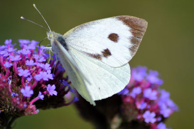 Close-up of butterfly pollinating on purple flower