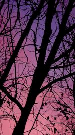 Low angle view of silhouette bare tree against sky