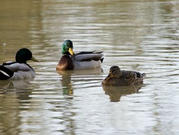 animal themes