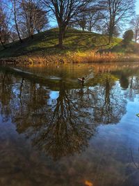 Reflection of trees in lake