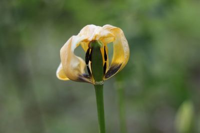 Close-up of rose bud