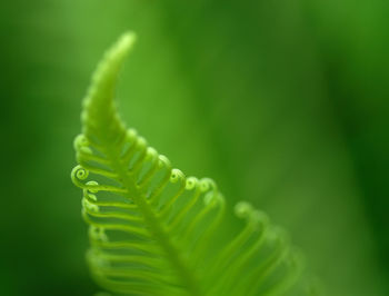 Exotic green tropical ferns with shallow depth of field 