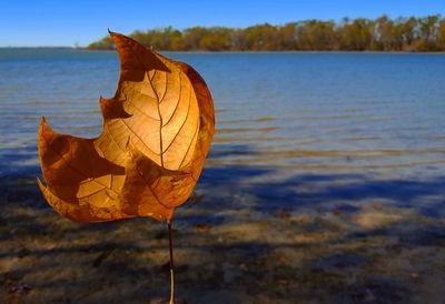 Close-up of autumn leaf in lake
