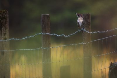 Bird perching on fence in forest