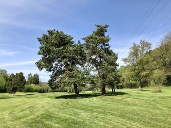 Trees on field against sky