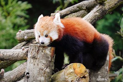 View of a red panda on wood