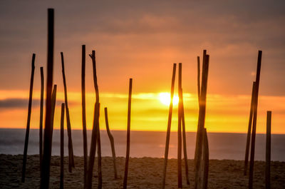 Silhouette plants on beach against sky during sunset