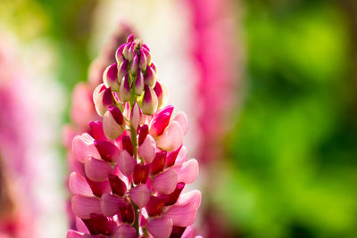 Close-up of pink flowering plant