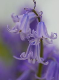 Close-up of purple flower growing on plant