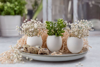 Close-up of potted plant on table