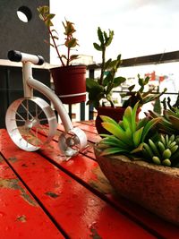 Close-up of potted plant