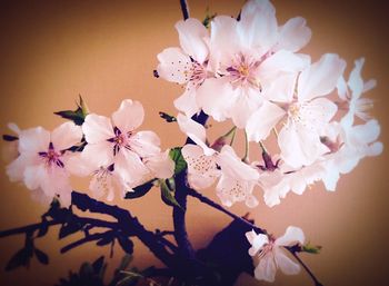 Close-up of white flowers blooming on tree