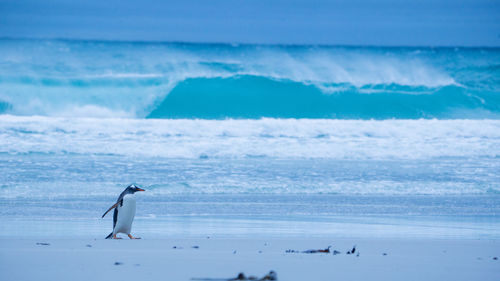 View of birds on beach