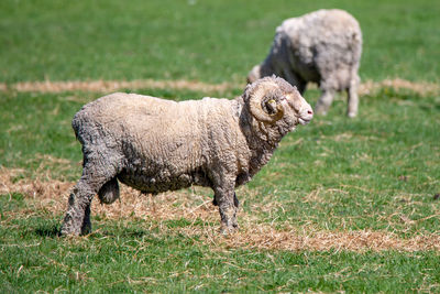 Side view of an animal on field