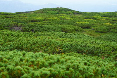 Scenic view of agricultural field