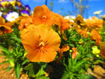 Close-up of flowers blooming outdoors
