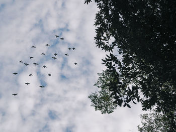 Low angle view of birds flying in sky