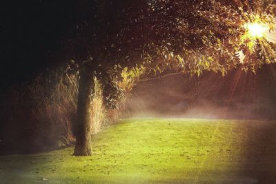 Trees on field at night