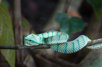 Borneo snake