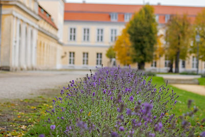 Purple flowering plants by house in yard