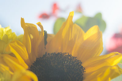 Close-up of yellow flower