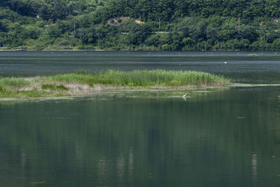 Scenic view of lake by trees
