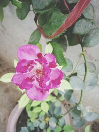 High angle view of pink flower blooming outdoors